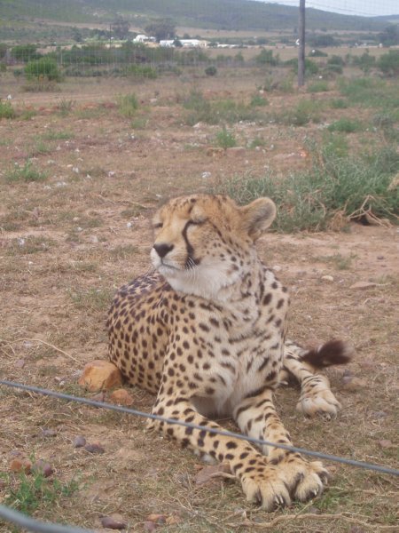 KeHa_in_South_Africa - 221